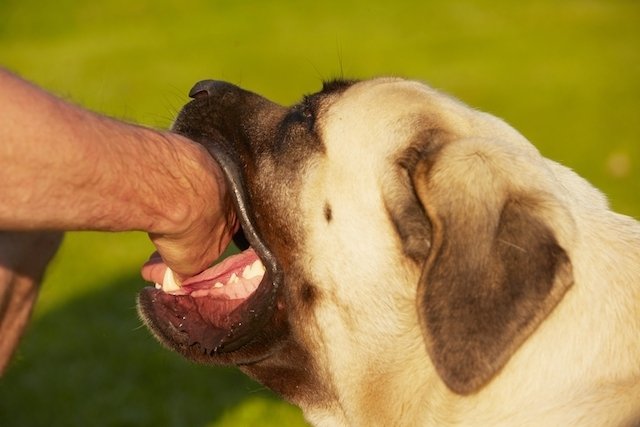 O que fazer após mordida de cachorro ou gato